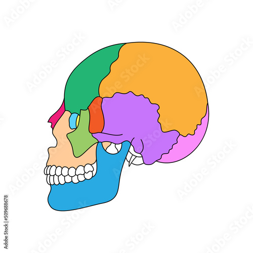 Human skull bones anatomy. Colored cranial parts structure. Human head diagram vector illustration.