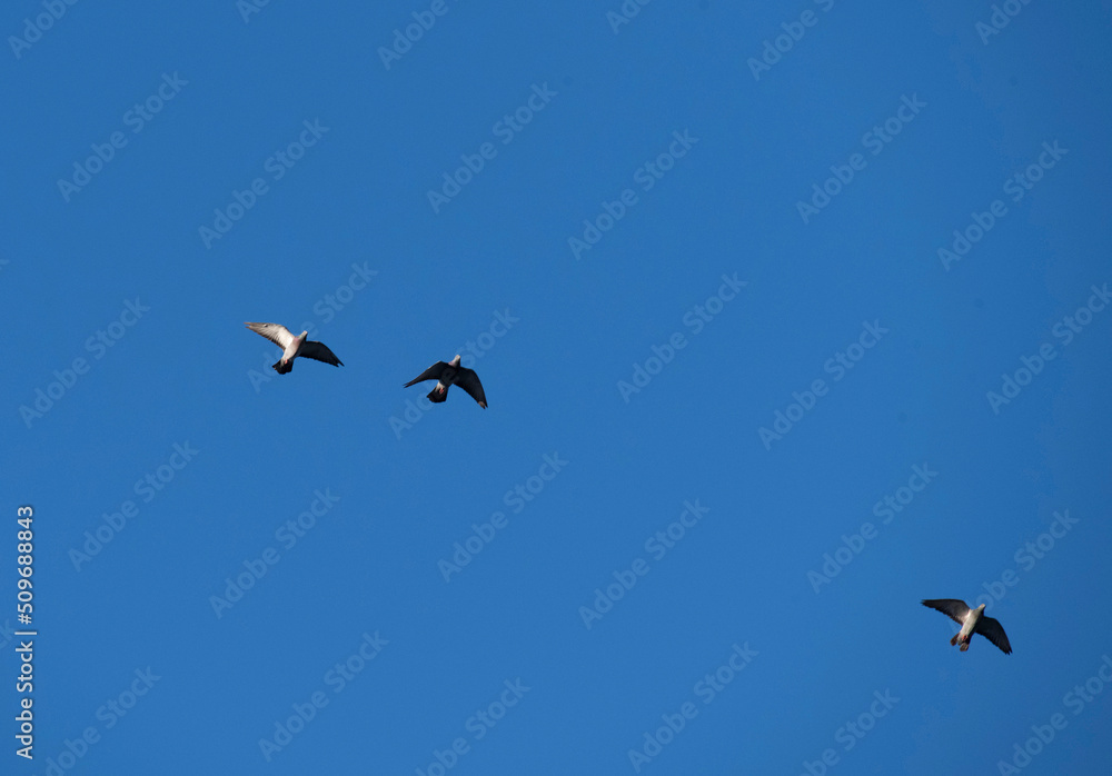 Rock Pigeon (Columba livia) Rock Pigeon (Columba livia)