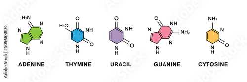 Set of adenine, thymine, guanine, cytosine, uracil chemical formulas. Adenine, thymine, guanine, cytosine, uracil structural chemical formulas. photo