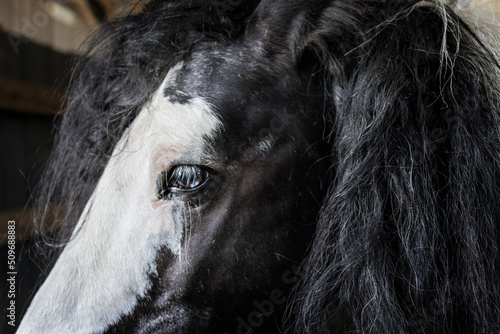 Portrait cheval Shire