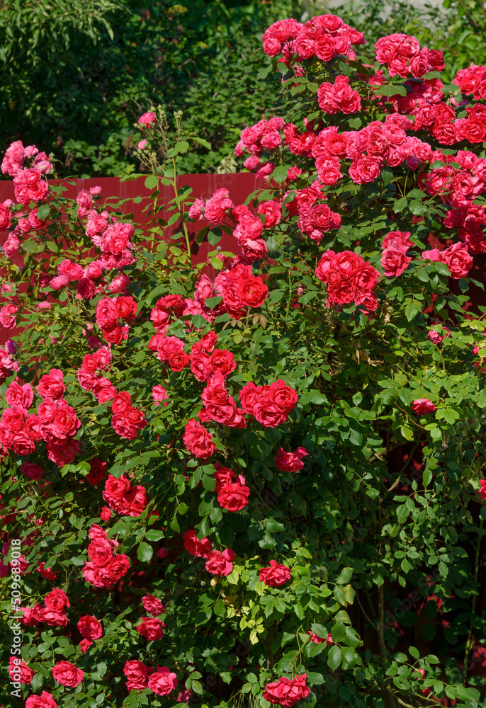 Many bright red roses are on shrub in sunlight.