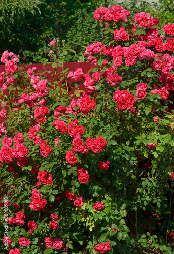 Fototapeta Naklejka Na Ścianę i Meble -  Many bright red roses are on shrub in sunlight.