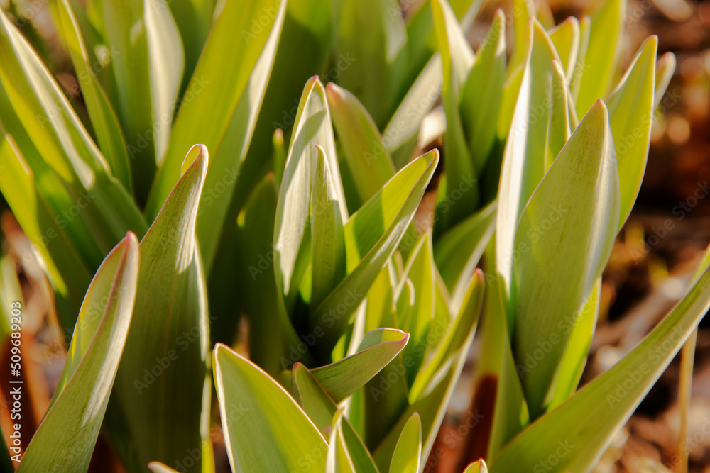 green shoots in early spring close-up green shoots in early spring close-up