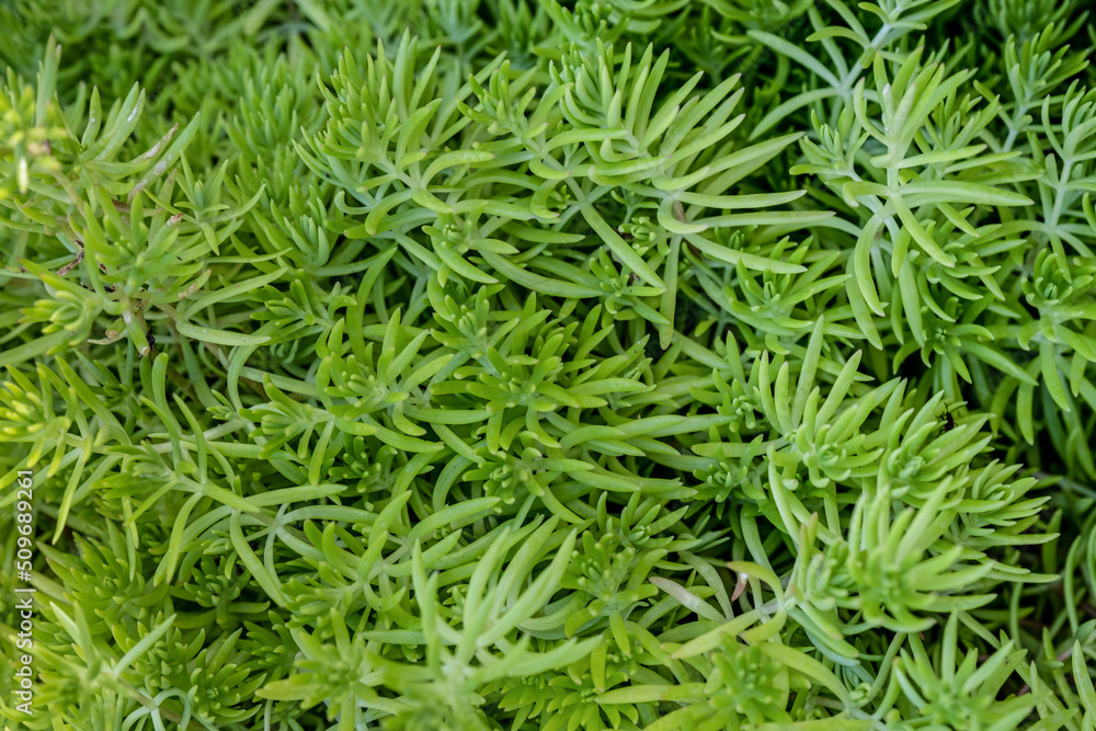 Green succulent sedum with many children and sprouts. Hylotelephium spectabile Green succulent sedum with many children and sprouts. Hylotelephium spectabile