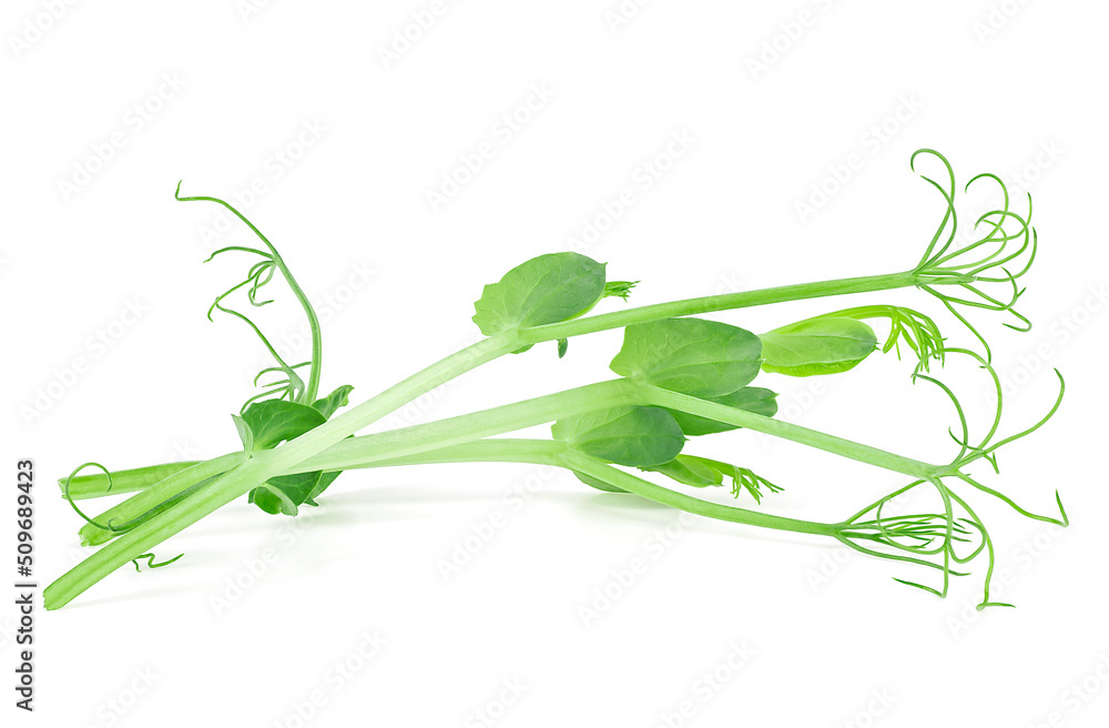 Naklejka premium Young pea plants grown as microgreen isolated on a white background. Microgreen pea sprouts.