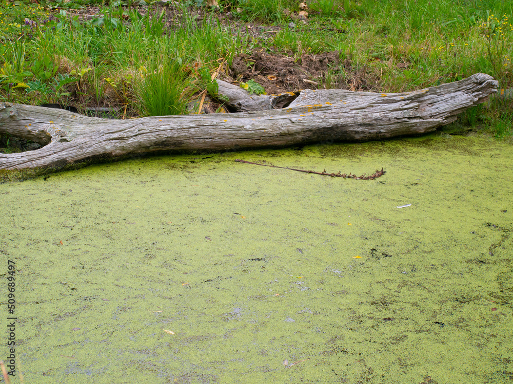 Algae Green Stream Water Algae Green Stream Water