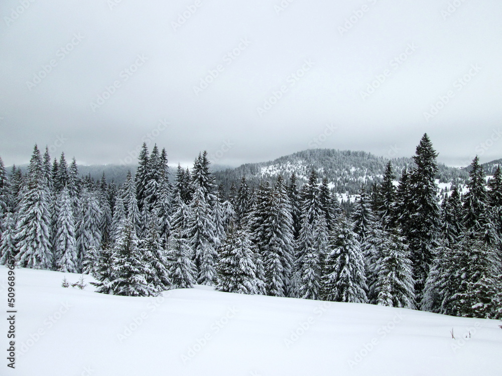 Spruce forest is beautiful in winter