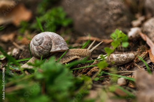 Obraz na płótnie Schnecke w salonie