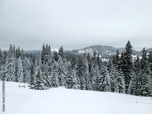 Wallpaper Mural Spruce forest is beautiful in winter Torontodigital.ca