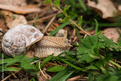 Obraz na płótnie Schnecke w salonie