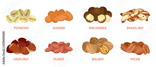 Nuts pile collection. Peeled nuts isolated on white. Vector illustration of healthy food in cartoon flat style. Set of  almond, macadamia, brazil nut, hazelnut, peanut, walnut, pecan and pistachio.
