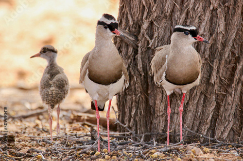 Crowned Lapwing with chick, Kgalagadi, South Africa photo