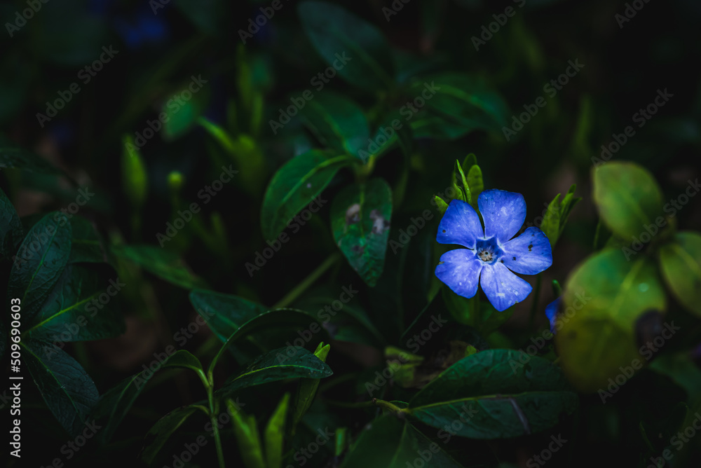 Blume