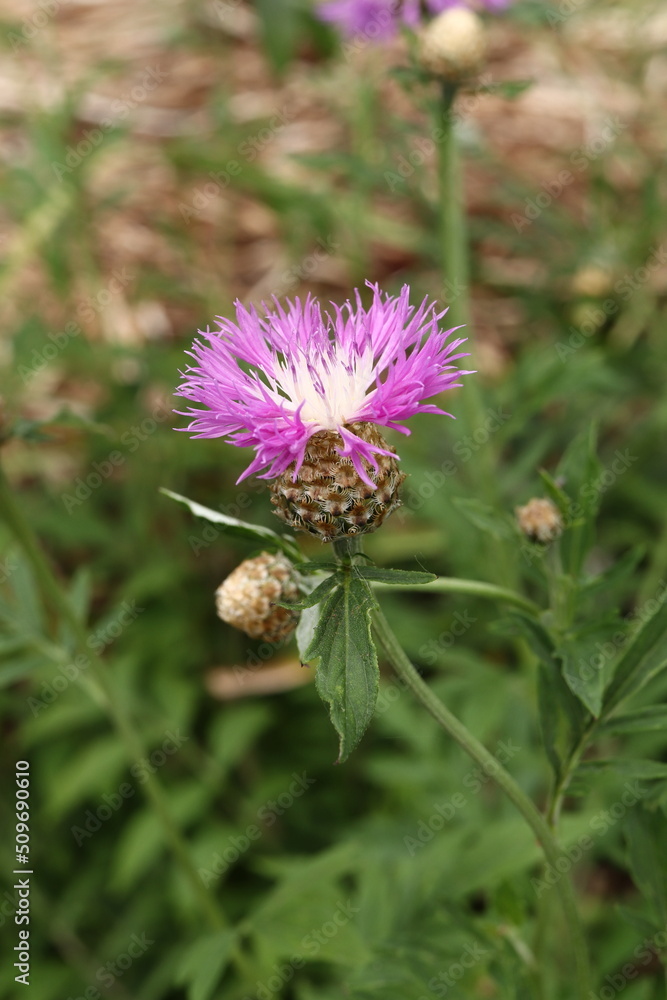 Single Pink Thistle Blossom Close-Up Single Pink Thistle Blossom Close-Up