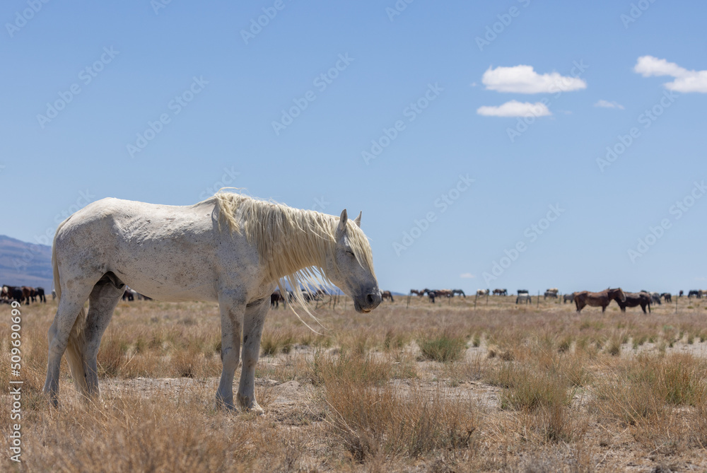 Magnificent Wild Horse Stallion in the Utah Desert Magnificent Wild Horse Stallion in the Utah Desert