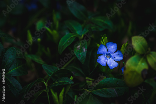 Blume