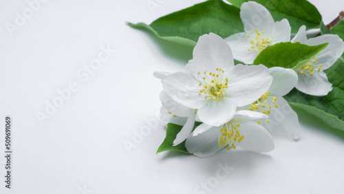 Fototapeta Naklejka Na Ścianę i Meble -  delicate white jasmine flowers on white