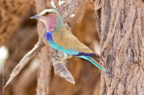 Lilac-breasted Roller, Kgalagadi, South Africa photo