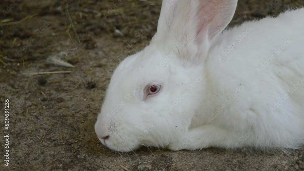 A beautiful white rabbit lies on the ground in a cage A beautiful white rabbit lies on the ground in a cage