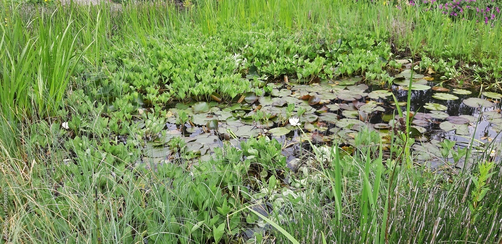 Teich mit Seerosen im Botanischen Sondergarten