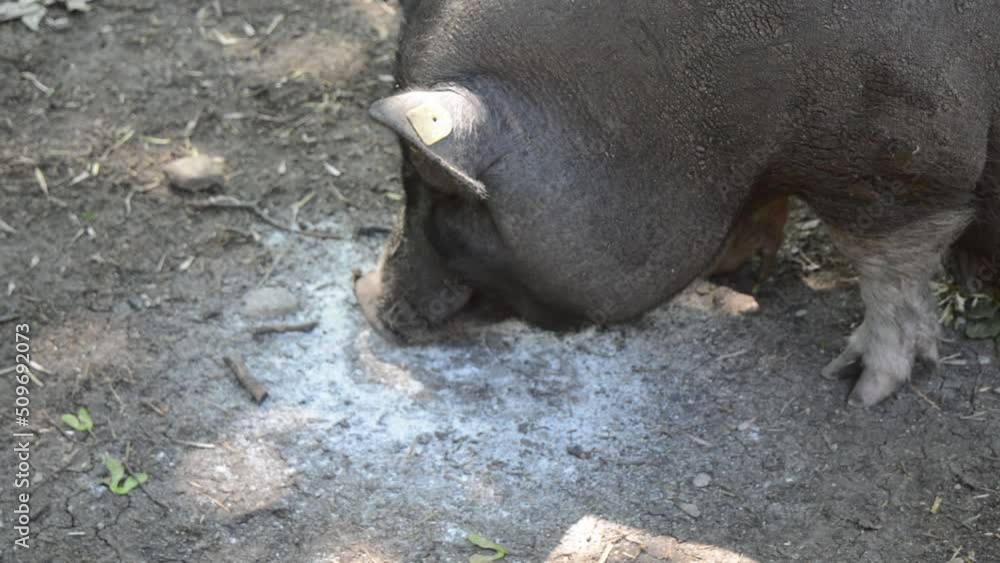 A large Vietnamese pig eats concentrate from the ground A large Vietnamese pig eats concentrate from the ground
