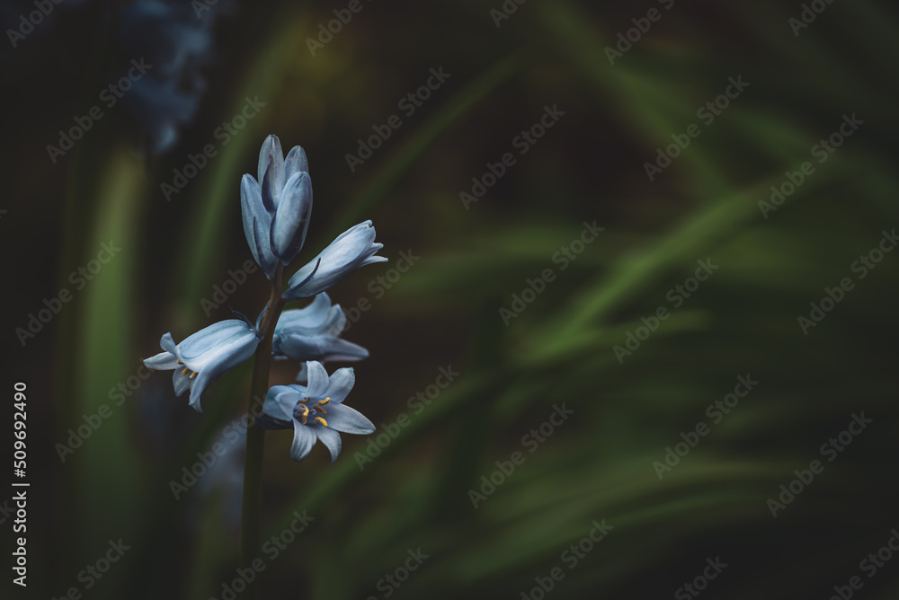 Blume