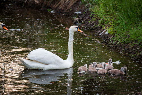 Swan family with swanlets swimming in a dirty pond eating some grass shot with a telephoto lens with nice blurred background and foreground and copyspace