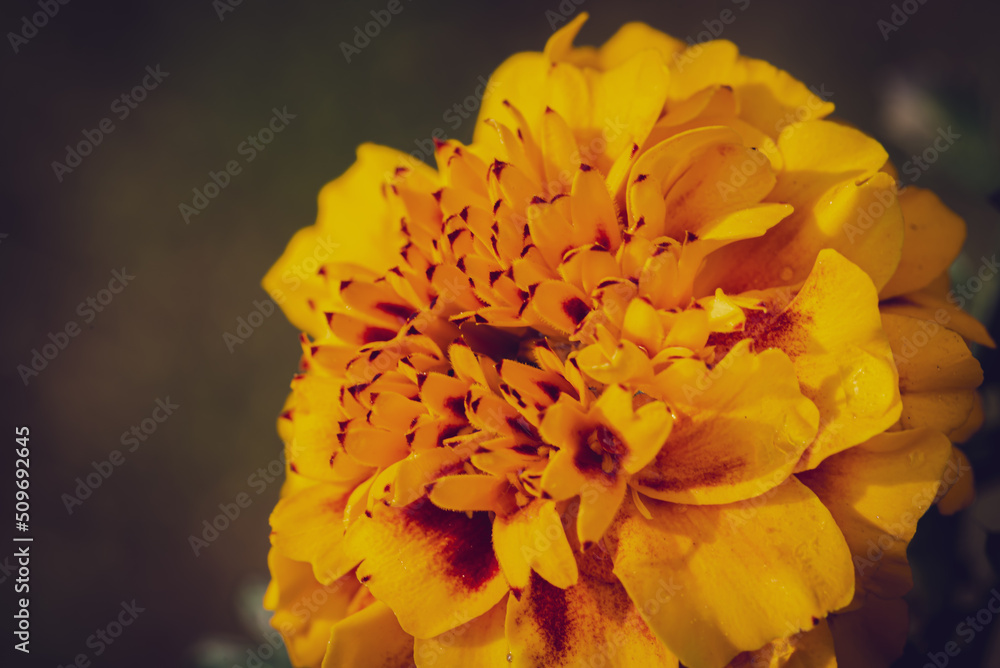 Ringelblume