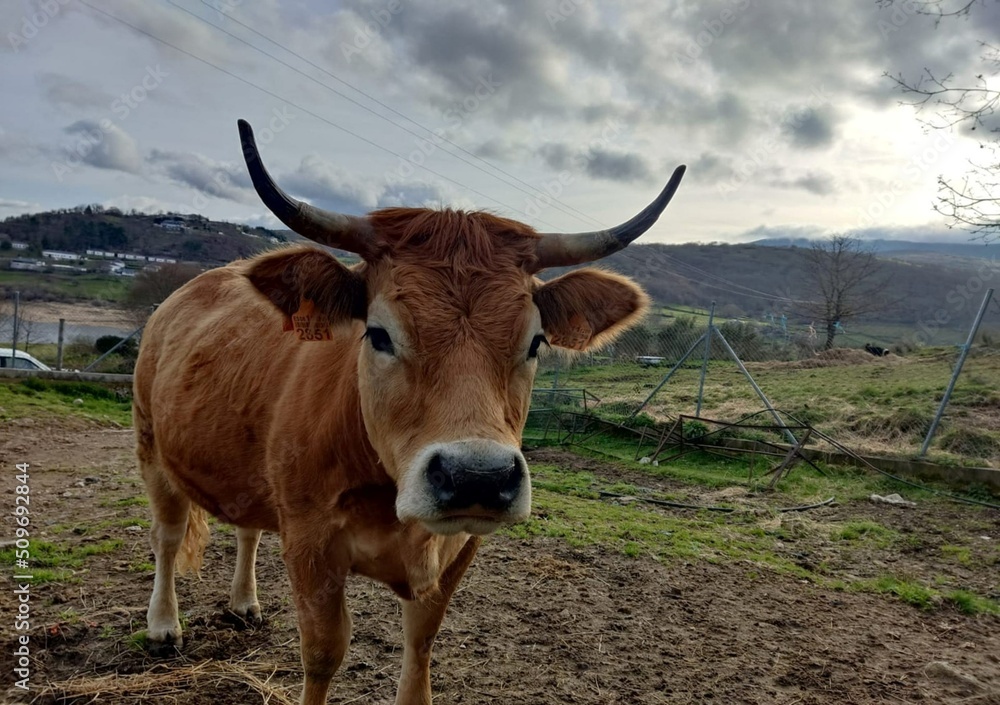 Vaca cachena en una pradera de Galicia Vaca cachena en una pradera de Galicia