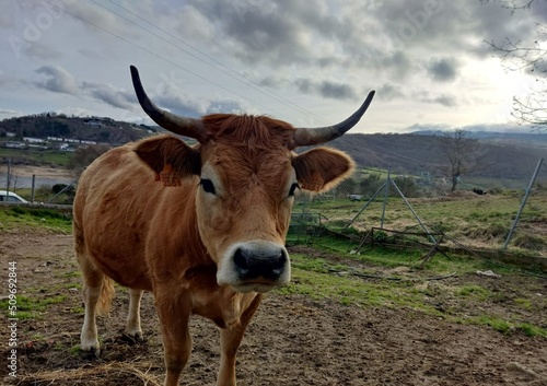 Vaca cachena en una pradera de Galicia photo