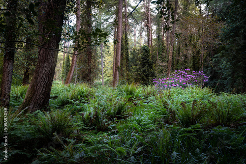 une forêt primaire, avec fougères, rhododendrons et grand troncs d'arbre © Olivier Tabary
