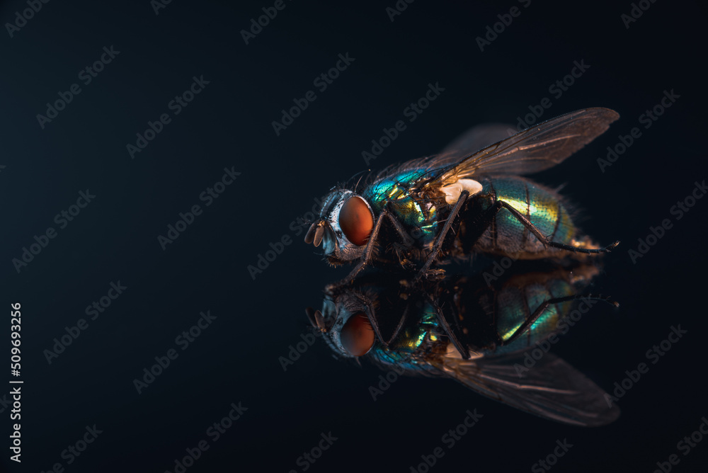 Fliege