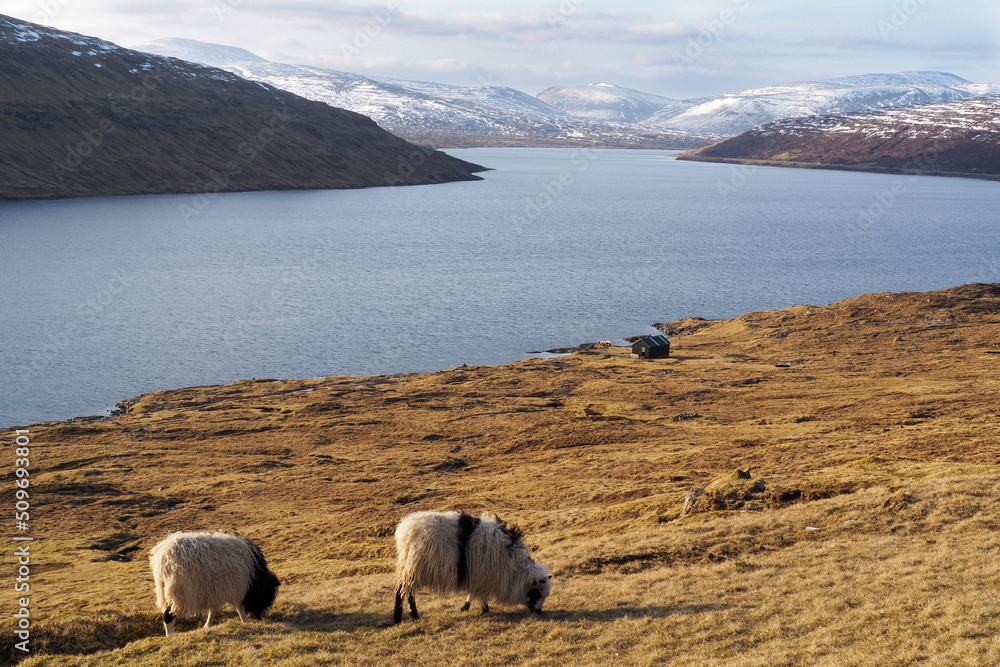 Obraz premium Sheeps in Feroe landscape