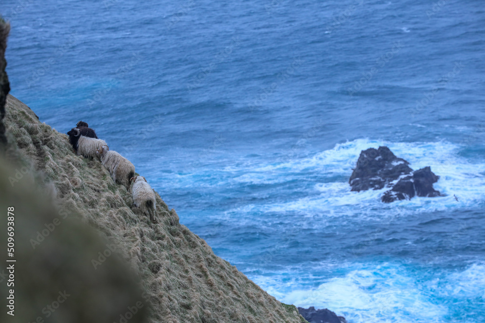 Naklejka premium Sheep in Feroe Island