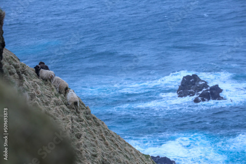 Sheep in Feroe Island photo