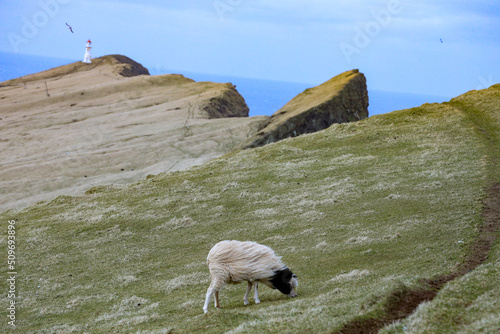 Sheep in Mykines Feroe Island photo