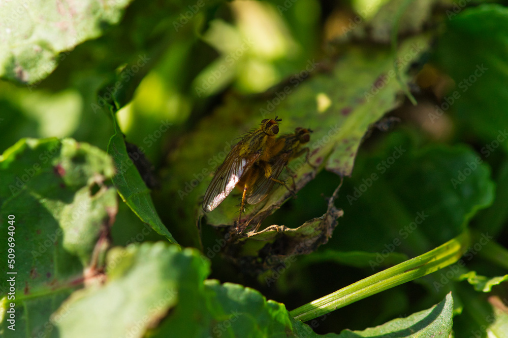 two fruit flies mate on top of green leaves two fruit flies mate on top of green leaves