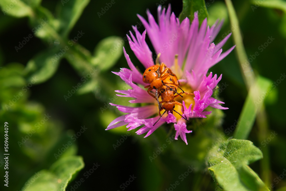 two mating red insects (Pyrrhocoris apterus, family - Pyrrhocoridae). The harmless insects mate on the purple flower with yellow stamens. two mating red insects (Pyrrhocoris apterus, family - Pyrrhocoridae). The harmless insects mate on the purple flower with yellow stamens.