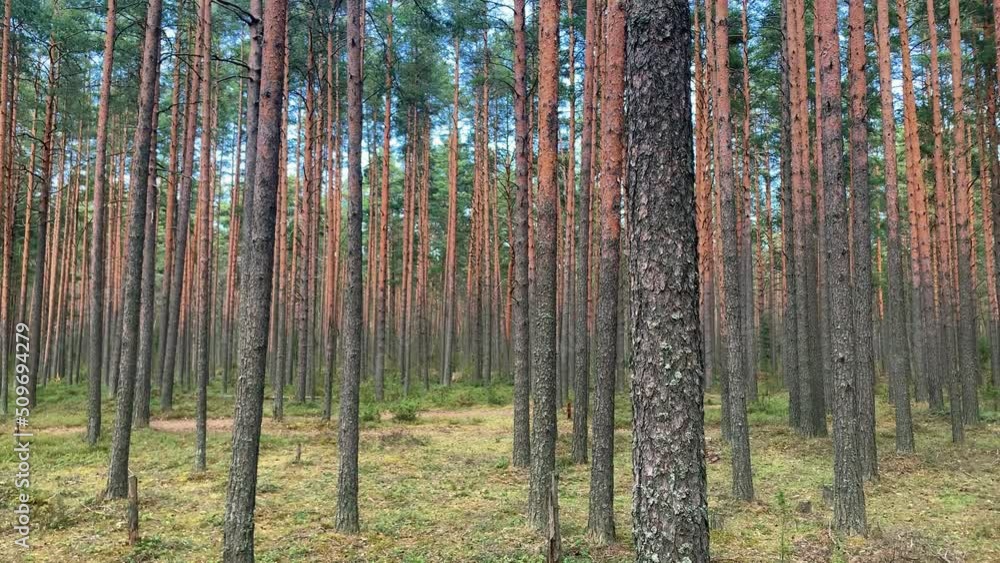 Coniferous forest, high trunks of pine trees are visible for many meters around. High quality 4k footage Coniferous forest, high trunks of pine trees are visible for many meters around. High quality 4k footage