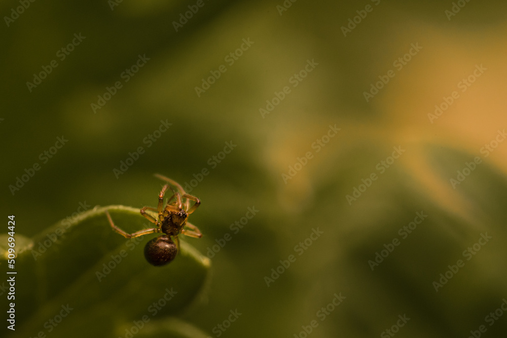 Spider