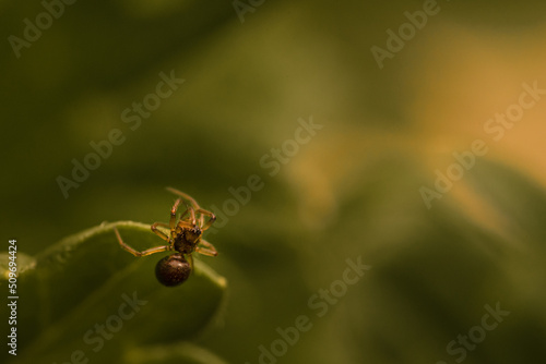 Obraz na płótnie Spider w salonie