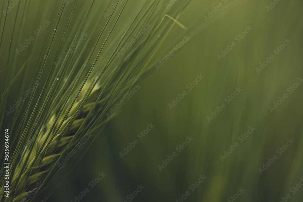 Weizen