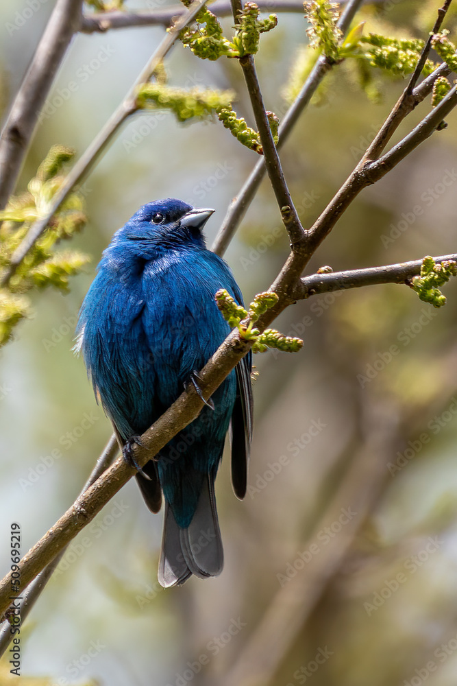 Indigo Bunting