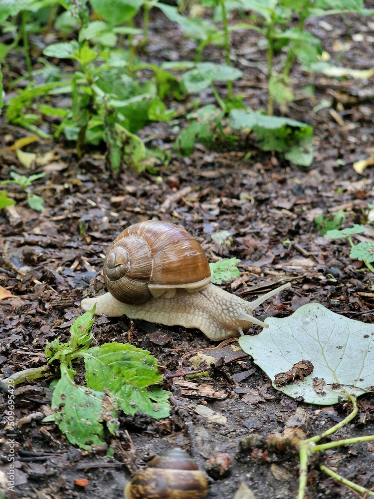 Snail vines crawling along a park path in a spring rainy day. Snail vines crawling along a park path in a spring rainy day.