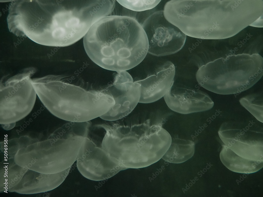 Jellyfish Jellyfish