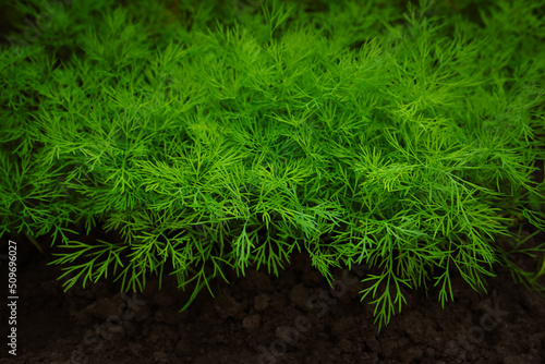 Foto Young sprouts of dill grow in the ground