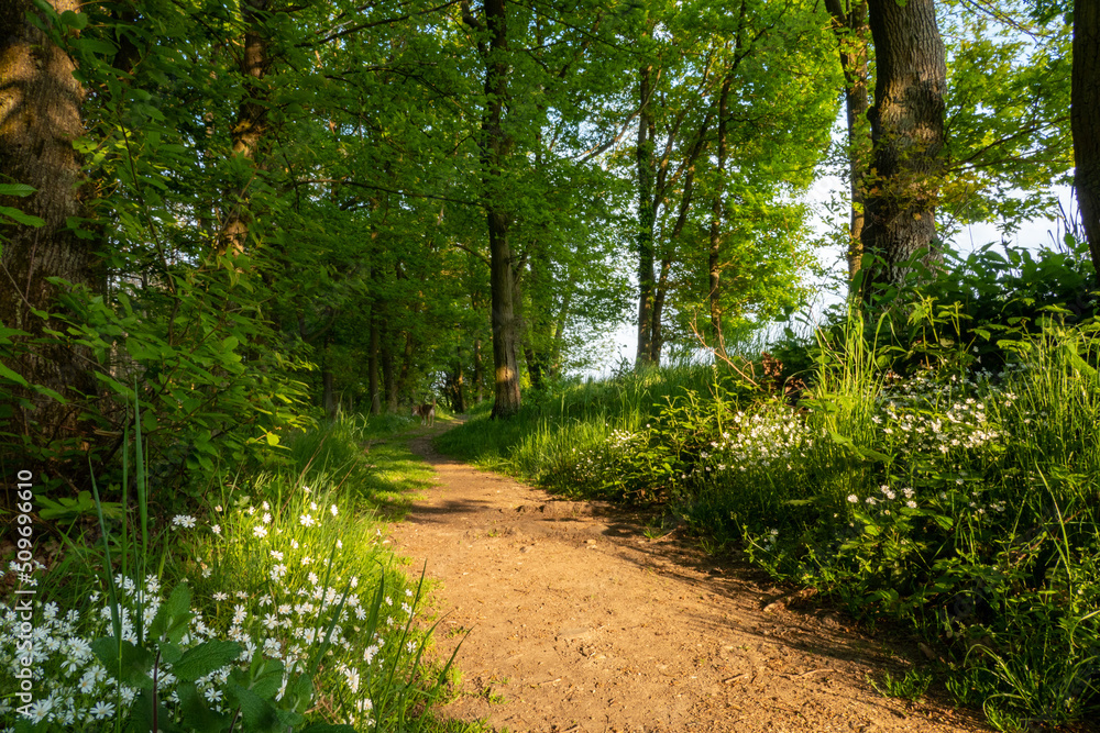 Fototapeta premium Nature Wood Landscapes Wallpapers