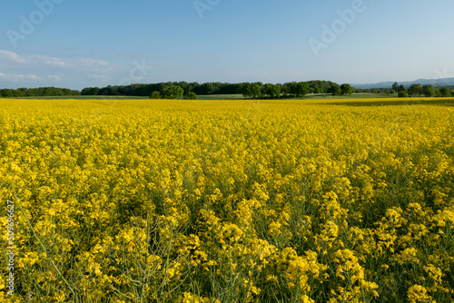 Germany Agriculture Canola cultivation
