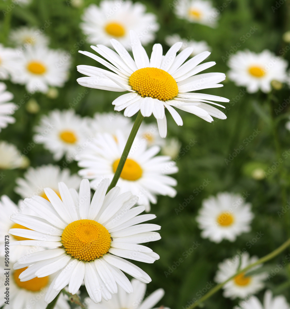beautiful spring and summer flowers in the field beautiful spring and summer flowers in the field