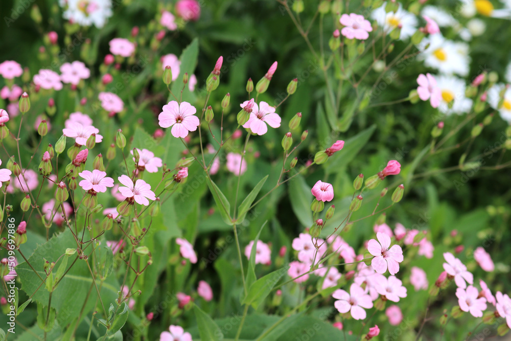 beautiful spring and summer flowers in the field beautiful spring and summer flowers in the field